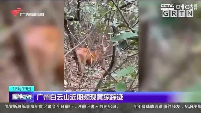 白云山频现黄猄,专家:一旦遇上不要靠近