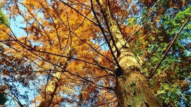 锦屏春雷林场护林队为十万亩青山绿树坚守几十年