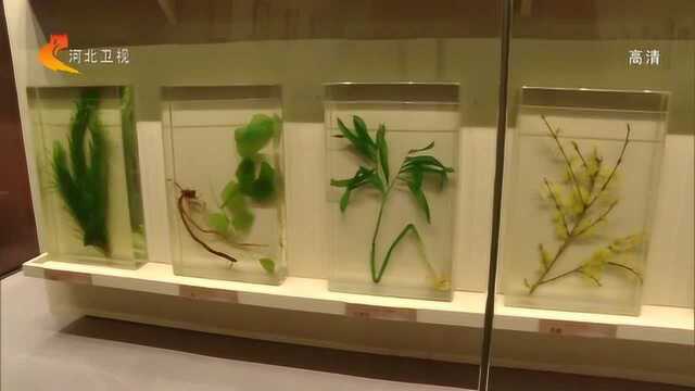 “百年嘉卉——北疆博物院藏植物科学画展”开展