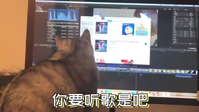 猫咪心疼主人熬夜加班,硬挡在电脑前喊她休息,坐椅子上撵主人走