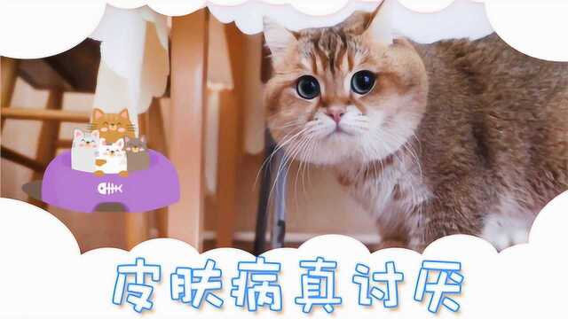 今天给大家科普一下,猫狗常见的皮肤病,一定要注意哦