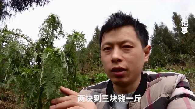 用它新鲜的枝叶捣成汁,用于治疗暑邪发热,阴虚发热,效果不错