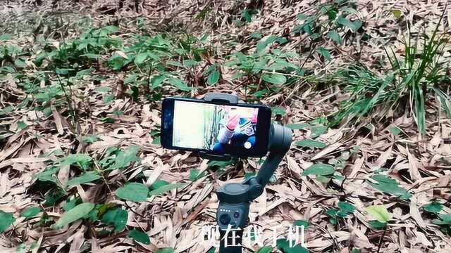 到竹林去录制一些大自然的声音,为后期的视频配音,录制顺利,效果不错