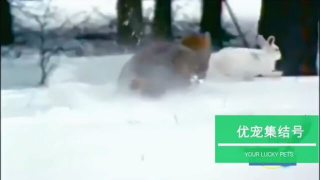 加拿大山猫和雪鞋野兔的史诗狩猎追逐