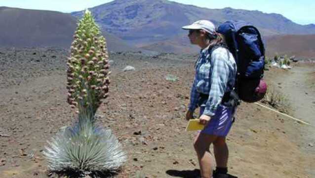 真正的“昙花一现”,几十年寿命只开一次花,全球仅剩4000株!