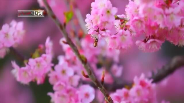 武汉大学的早樱开了:只愿樱花烂漫时,你我皆安!