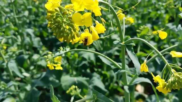 农村的菜籽花开的正旺,蜜蜂在嗡嗡的采蜜,春天来了,万物复苏