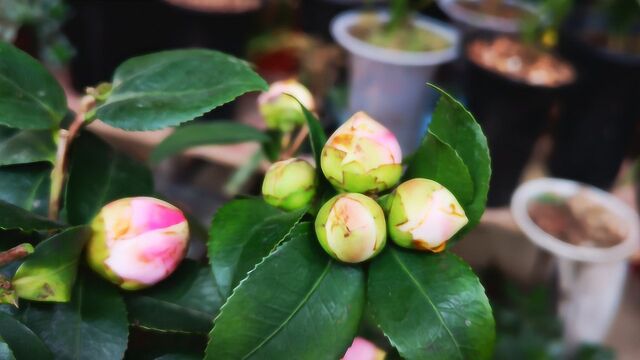 茶花的花苞开到一半就不开了?谨记这2招,花苞每个都绽放!