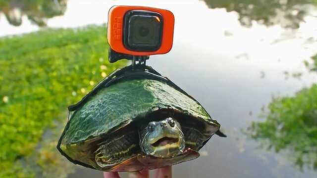 我把GoPro绑在乌龟身上,终于看清了水下世界