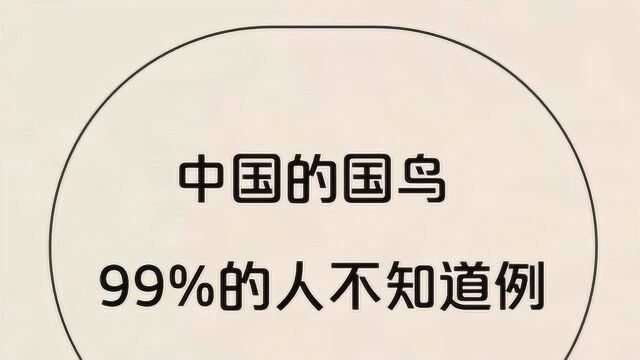 中国的国鸟,99%的人不知道,快来了解一下吧.