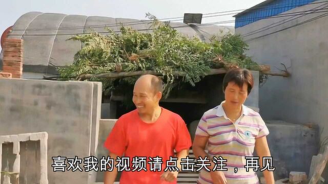 夫妻俩猪场干活,王常输给大妮商量要掌握大权,看大妮啥反应