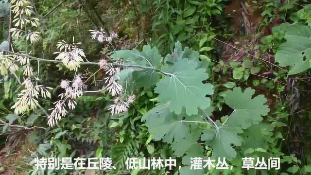 常见植物“博落回”认识吗?农民对它了解少,一起来看看吧