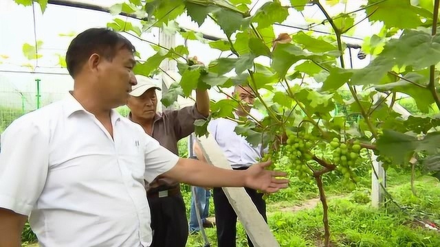 孙绍思:群众好书记 致富带头人