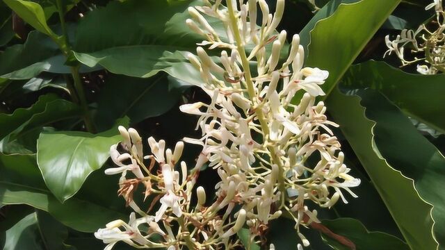 见过这种漂亮的花吗?它叫做(红豆蔻)也叫野山姜,结籽是红豆蔻