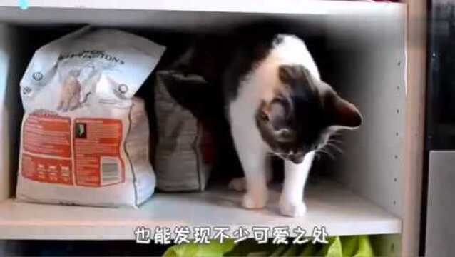 猫咪夏天要注意什么?猫咪怕热吗?我们来看看这个视频