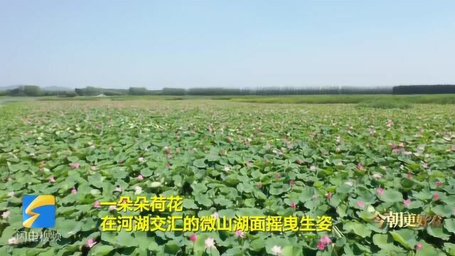 这就是山东 | 13万亩野生红荷30平方公里芦苇荡 滕州“水上森林”摇曳生姿