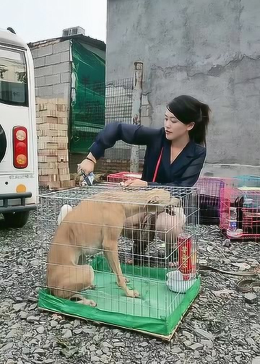 很明显，这个女人，根本不是狗子的主人！