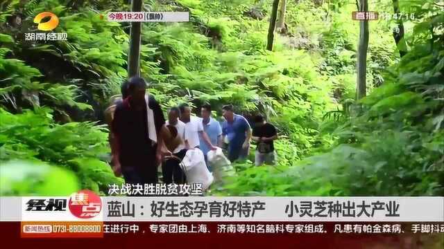 小灵芝“孕育”大产业!蓝山县找到了脱贫新方向!