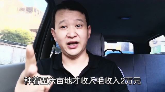 农民现在种地还能挣到钱吗?农民种地和挣钱还有关系吗