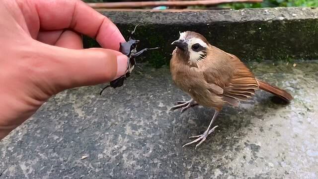 蝈蝈的叫声比鸟还好听,它还喜欢捕食蚊虫