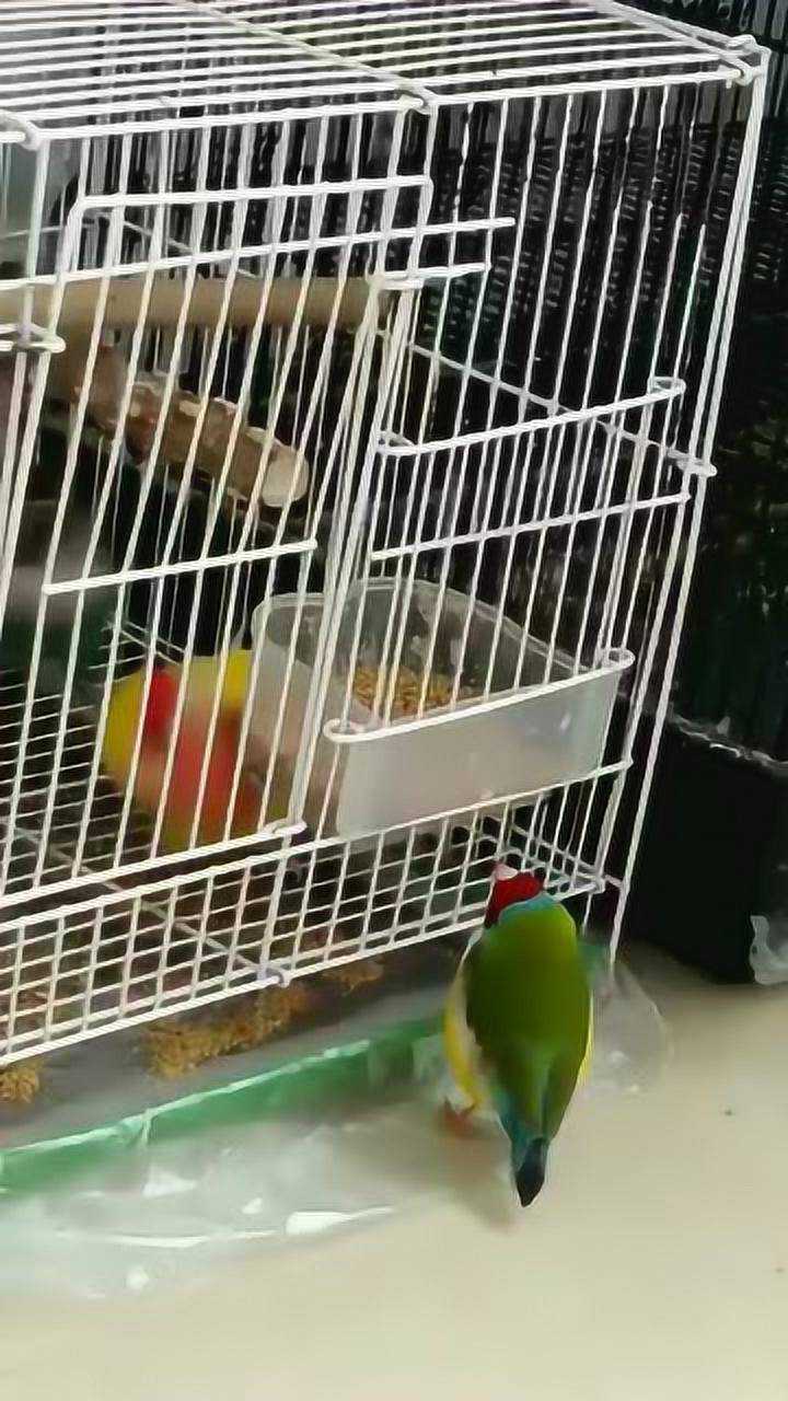 七彩文鸟爱上黄桃鹦鹉_腾讯视频