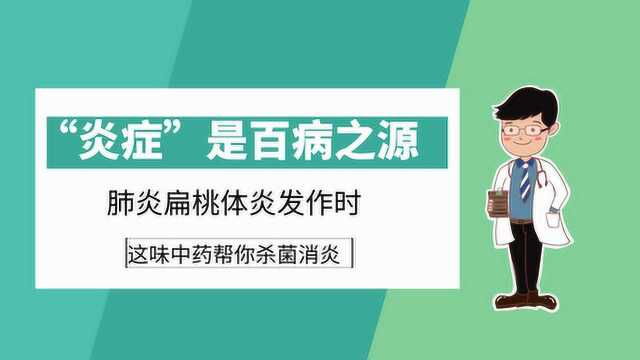 “炎症”是百病之源,肺炎扁桃体炎发作时,这味中药帮你杀菌消炎