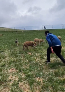 日常斗狼一点也不慌张，它敢咬我，我就敢还口咬它们！