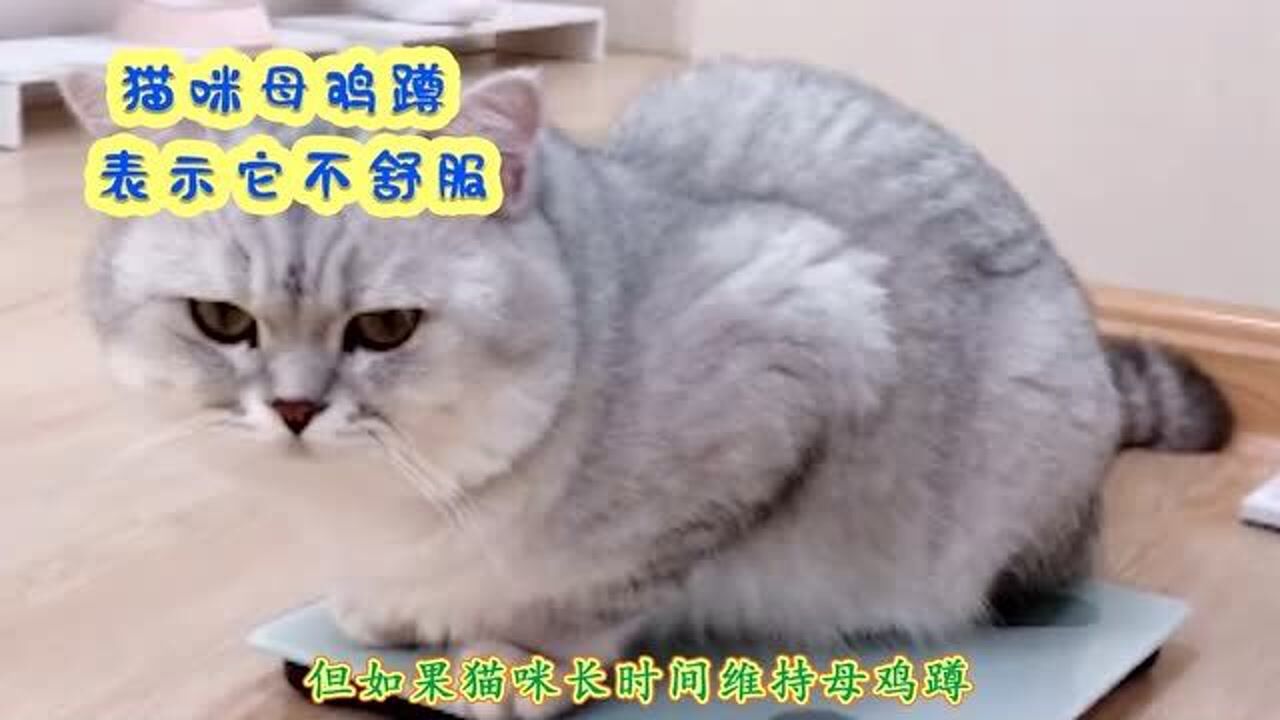 猫咪母鸡蹲表示不舒服关于母鸡蹲的几个原因看看你家猫是哪个