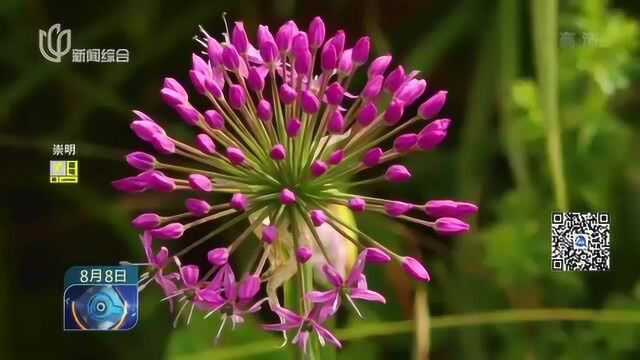 景色迷人 野生韭菜花渐开