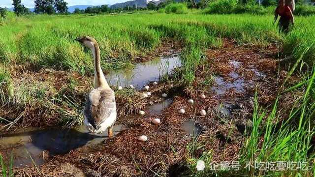 煎蛋模具又派上用场了,好看又好吃