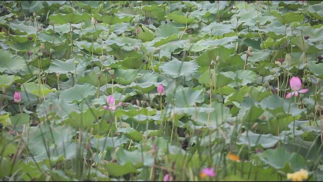 (电视通稿ⷥ›𝥆…ⷧ侤𜚩安吉新丰村:悠悠碧水助力乡村振兴