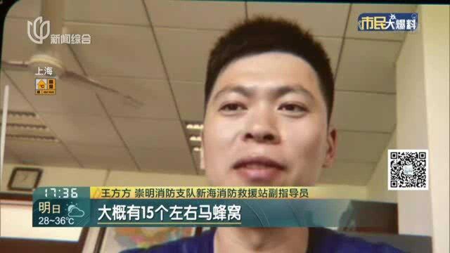 崇明一小区被马蜂“盯”上 消防一夜端掉15个马蜂窝