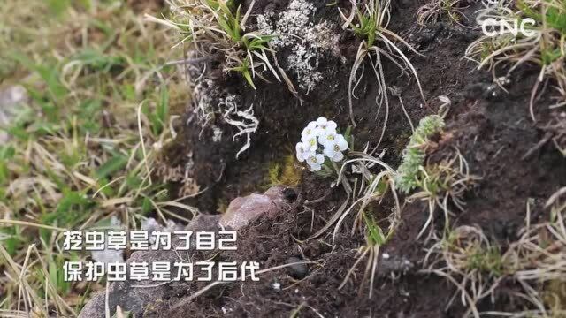 走进县区,青海杂多县:4200米高原上的“软黄金”