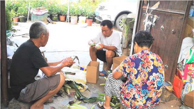 黑玉米已经完全成熟,路兮带领家人,大清早忙着给大家发货