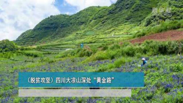 (脱贫攻坚)四川大凉山深处“黄金路”