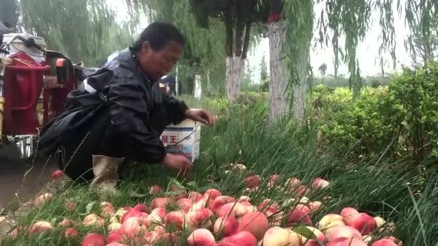 陕西农村公路边鲜桃倒成堆没人要,中年大叔雨中捡桃,原因很暖心