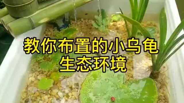 自从做了这个生态乌龟缸,妈妈也喜欢上养龟,看着都心情倍好