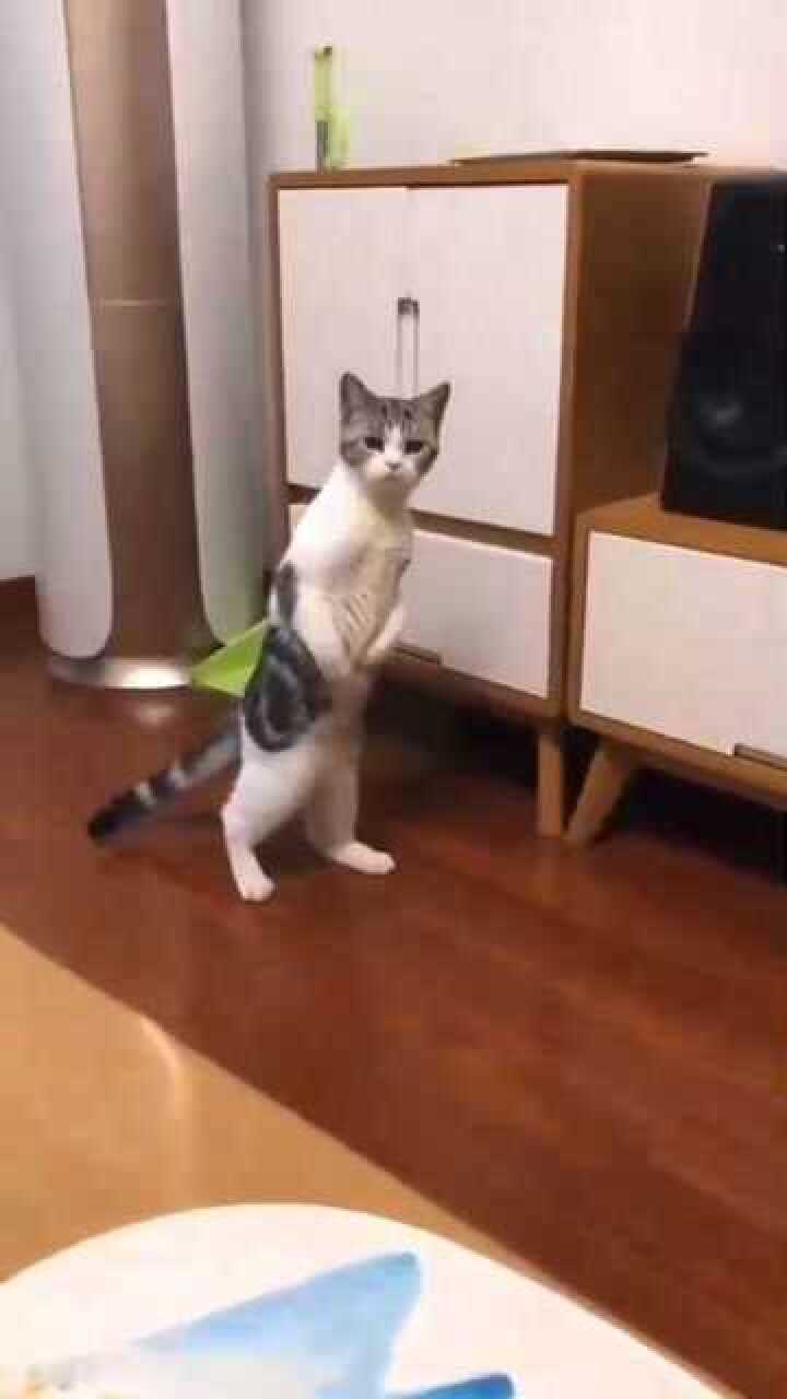 土拨猫了解下