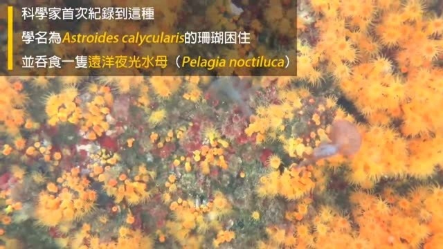 国家地理杂志:逆天的珊瑚虫,竟捕猎这些生物!