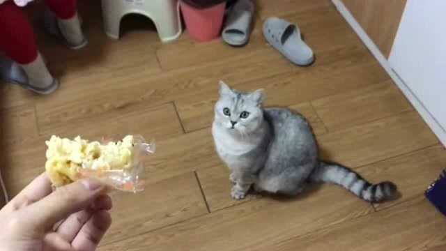 看见主人吃零食,猫咪就这么直勾勾地盯着看,气的都挠主人了