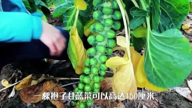 比包子还小的“空心菜”你见过吗?一斤卖到40元,农民:凭啥?