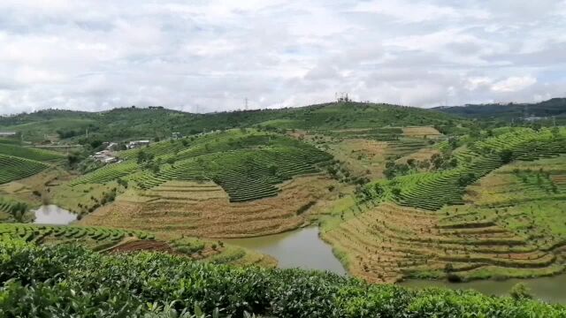 西双版纳大渡岗云宝茶场风光:茶海、茶岭、茶寨、湖、溪、原始森林,一览无余.文旅游乐业者速来抓商机!