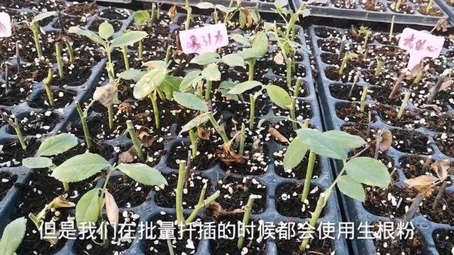 生根粉对扦插有没有用处?看看这爆裂的愈伤组织,你就明白了