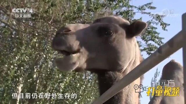 数量比大熊猫还要少的野骆驼,想近距离看它还得拿武器