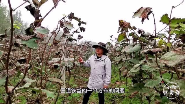 葡萄种植当中,V型架的铁丝该如何分布?今天就带大家学习一下