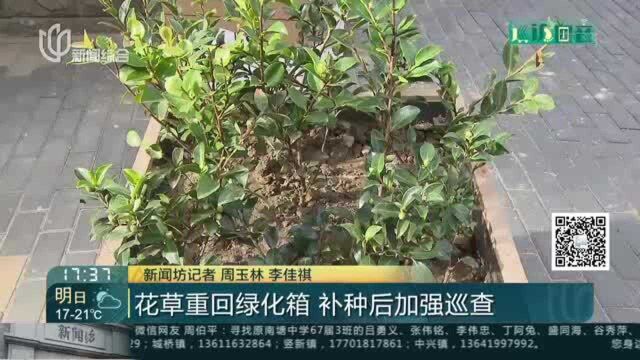 花草重回绿化箱 补种后加强巡查