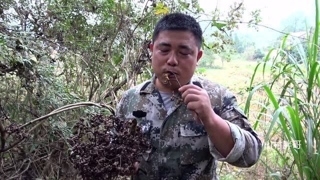 农村有一种其貌不扬的野果,我们这叫拐枣,用来泡酒喝效果最好了