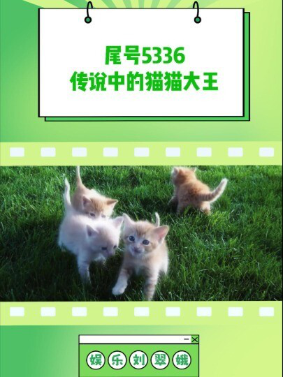 怀疑尾号5336的用户@用户2507279375336就是一只小猫-腾讯新闻