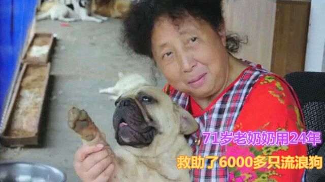 71岁老奶奶用24年时间,救助了6000多只流浪猫狗,真实感人微电影