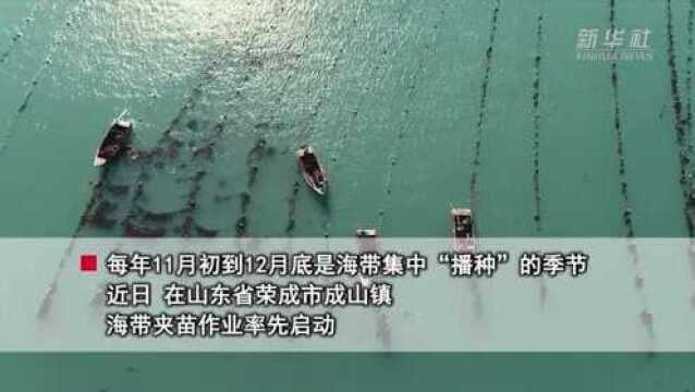 山东荣成:“海带之都”“播种”忙